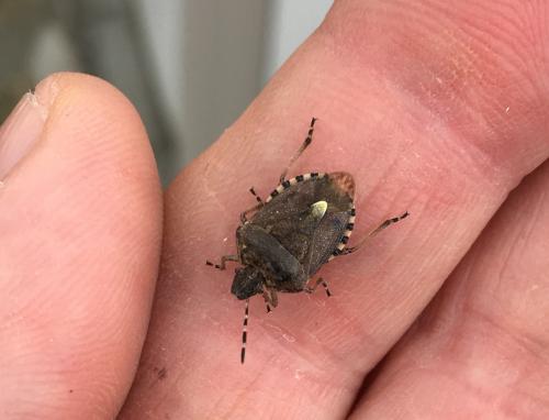 Dolycoris baccarum
